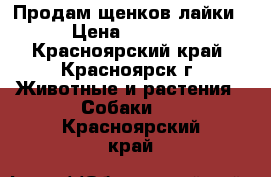 Продам щенков лайки › Цена ­ 2 000 - Красноярский край, Красноярск г. Животные и растения » Собаки   . Красноярский край